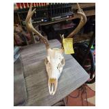 Deer skull