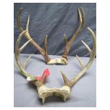 Pair of Deer Antlers
