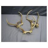 Trio of Deer Antlers