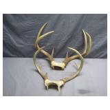 2 Nice Sets of Deer Antlers