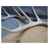 Southern States, Buckwheat flour bag and Antlers
