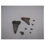 Fossilized Shark Teeth
