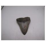 Fossilized Megalodon Shark Tooth
