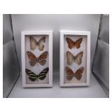 Double Framed Butterfly Taxidermy Display