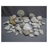 White Coral and Shell Specimens