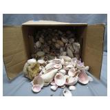 Large Box of Assorted Seashells