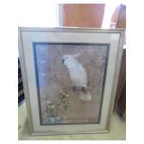 Framed Cockatoo Print by William Hunter