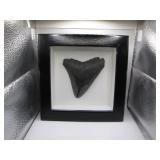 Framed Megalodon Tooth Display