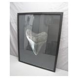 Framed Megalodon Tooth Poster Display