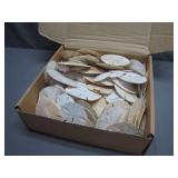 Sand Dollars in Various Sizes