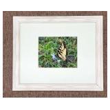 Framed Butterfly Photograph in White Frame