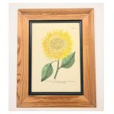Framed Botanical Sunflower Print