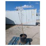 1- Pink Lady Apple Tree
