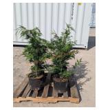 4- Leyland Cypress