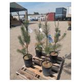 4- Austrian Pine