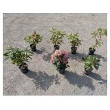 7- Rhododendron
