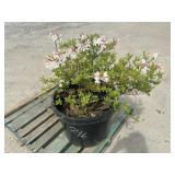 1- Azalea
