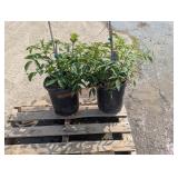 2- Elderberry