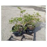 1- Creel & 1- Abbot Rhododendron