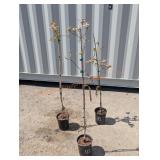 3- Cherokee Brave Eastern Dogwood