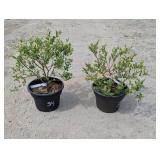 2- Dappled Willow Bushes