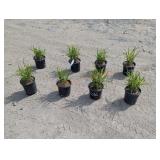 8- Gold Bar Miscanthus