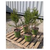 4- Giant Sequoia