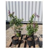 4- Lilac