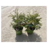 2- Arborvitae