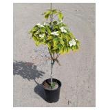 1- Hybrid Dogwood