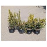 4- Emerald n Gold Winter Creeper