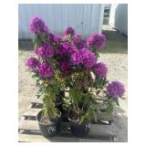 6- Lee's Dark Purple Rhododendron