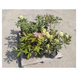 16- Assorted Rhododendron