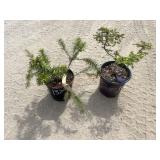 1- China Fir & 1- Silver Seedling Oriental Spruce