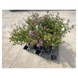 4- Dwarf Korean Lilac Tree