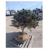 Blue Spruce - Bundled