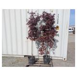 2- Bloodgood Japanese Maple
