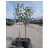 2- Rose of Sharon Trees