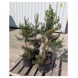 4- Pine Trees
