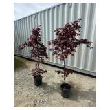2- Bloodgood Japanese Maple