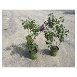 2- Sensation French Lilac