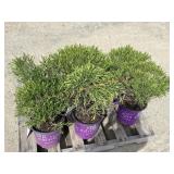 6- Cobalt n Gold Hipericum