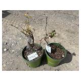 2- Seedless Concord Grape