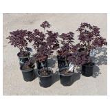 8- Purple Smoke Bush