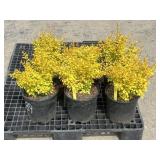 6- Golden Barberry