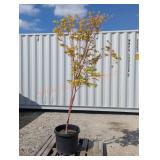 1- Coral Bark Japanese Maple