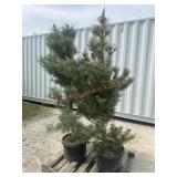 2- Austrian Pine