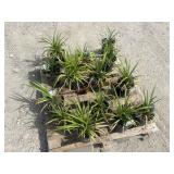 14- Big Blue Liriope