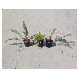 3- Fern
