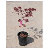 1- Japanese Maple